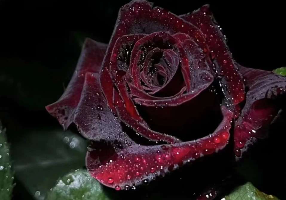 人间花园【黑巴克】月季扦插盆栽庭院苗 花卉植物