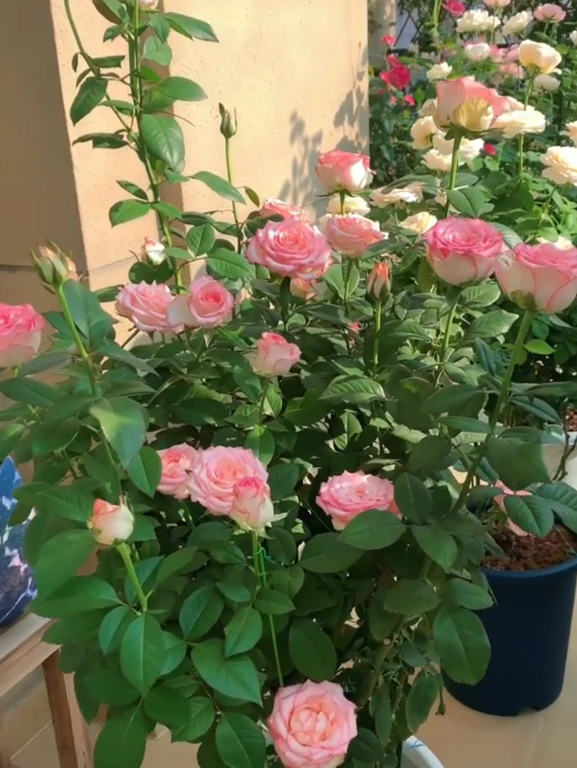 人间花园【艾莎】月季扦插盆栽庭院苗 花卉植物