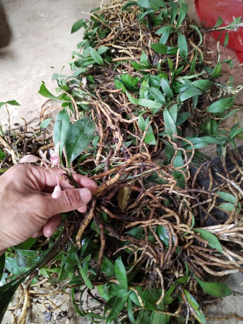 云南香格里拉兔耳兰批发