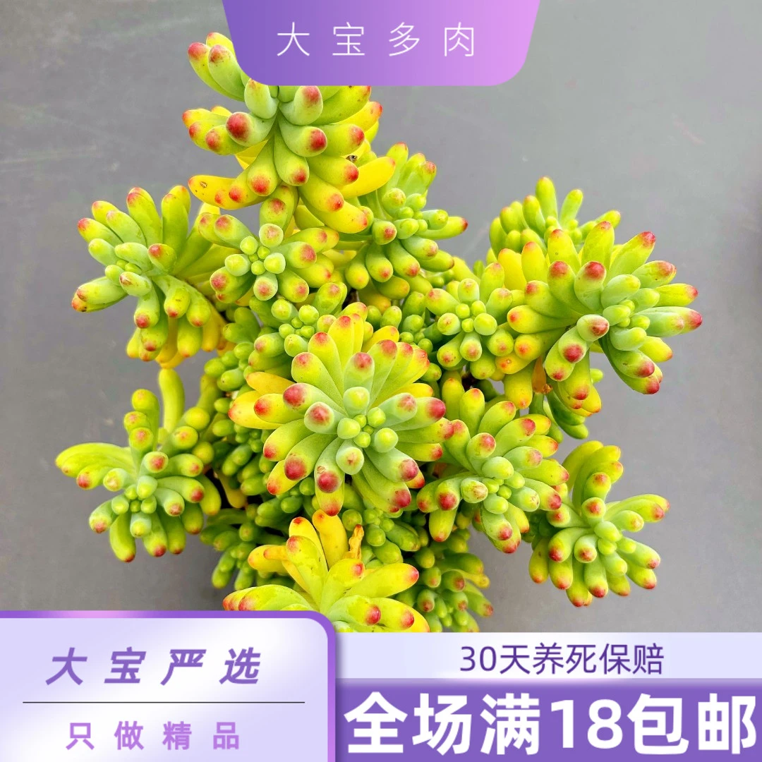 【果冻乙女心】云南产地直发【全场满18包邮】盆栽植物