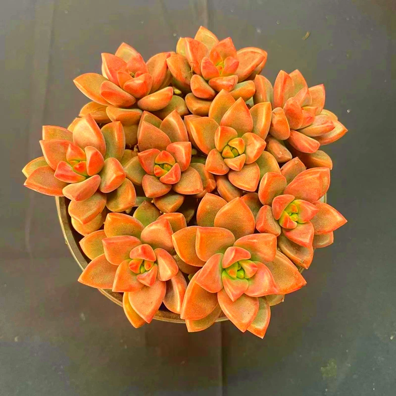 【姬胧月】云南产地直发【满18包邮】多肉植物新手好养