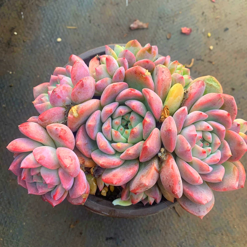 【霜花】云南多肉满18包邮新手好养 盆栽植物实物以直播展示为准