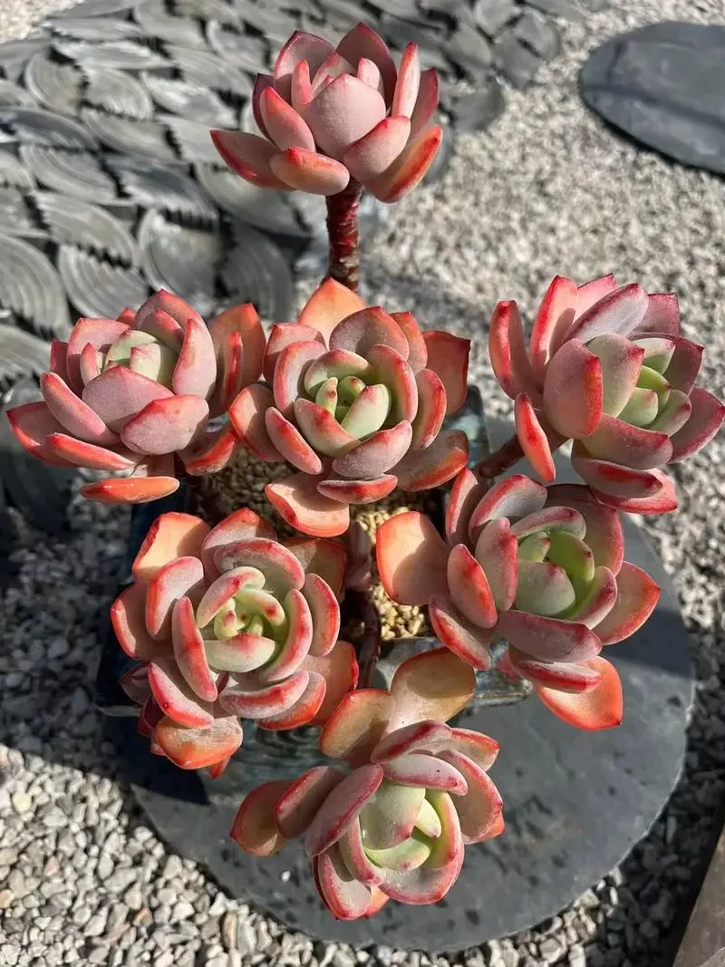【白月光】云南直发新手好养盆栽植物18包邮实物以直播展示发货种植