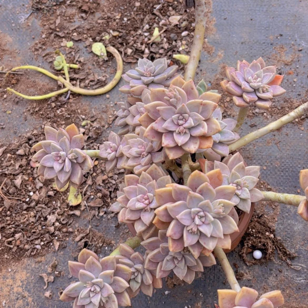 【闪购商品】露营区阿伦陪