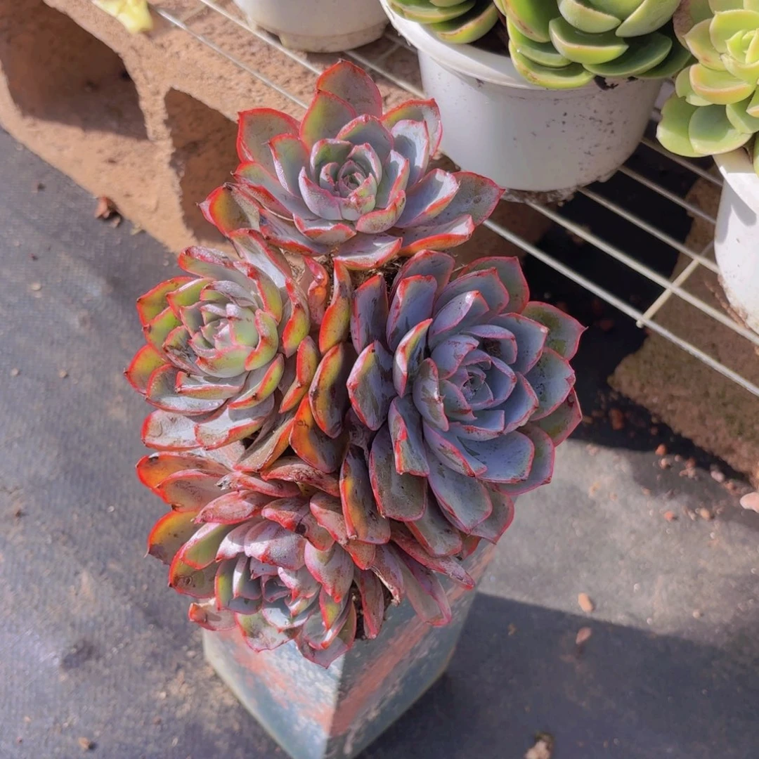 赫拉女女群生9.99