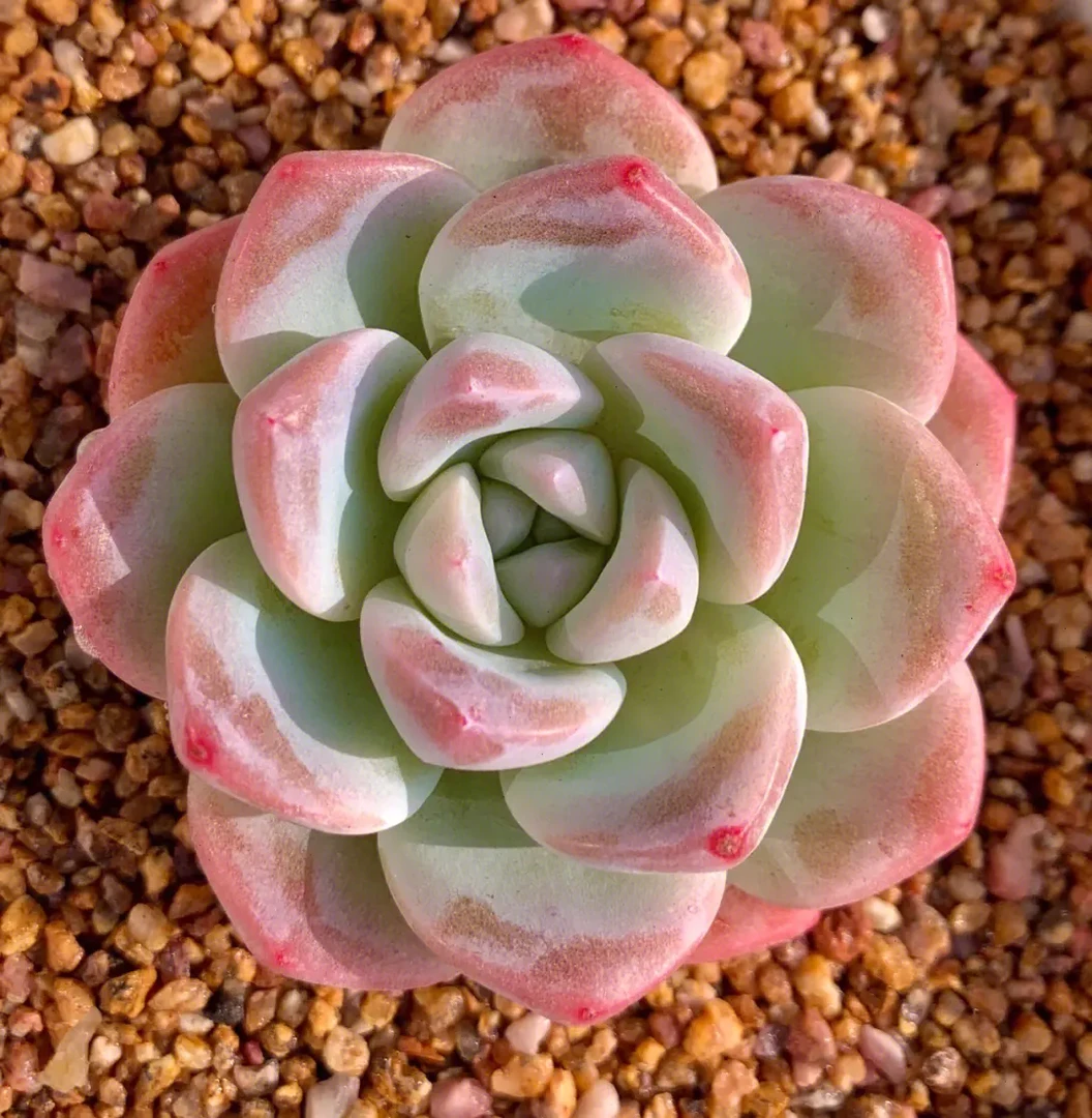 【冰玉】云南直发新手好养盆栽植物18包邮实物以直播展示发货种植