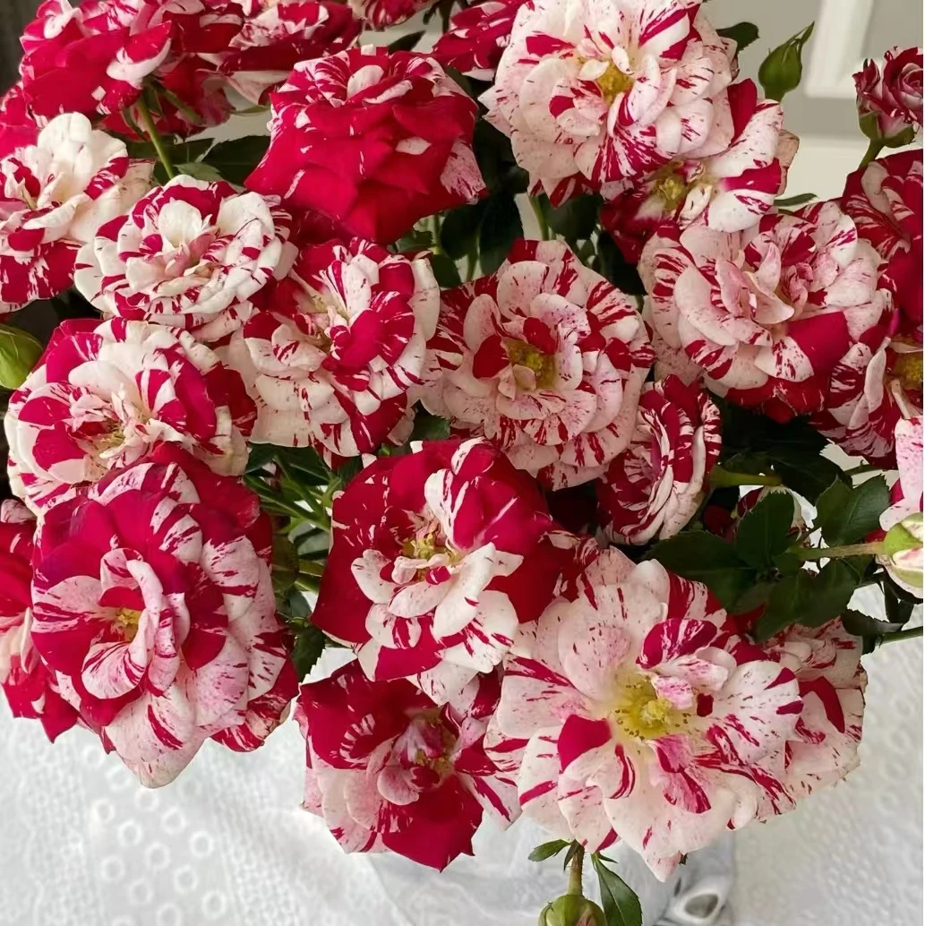 【大聪明卖花】鸳鸯泡泡多头玫瑰-任意2单鲜花包邮发货后不支持退款