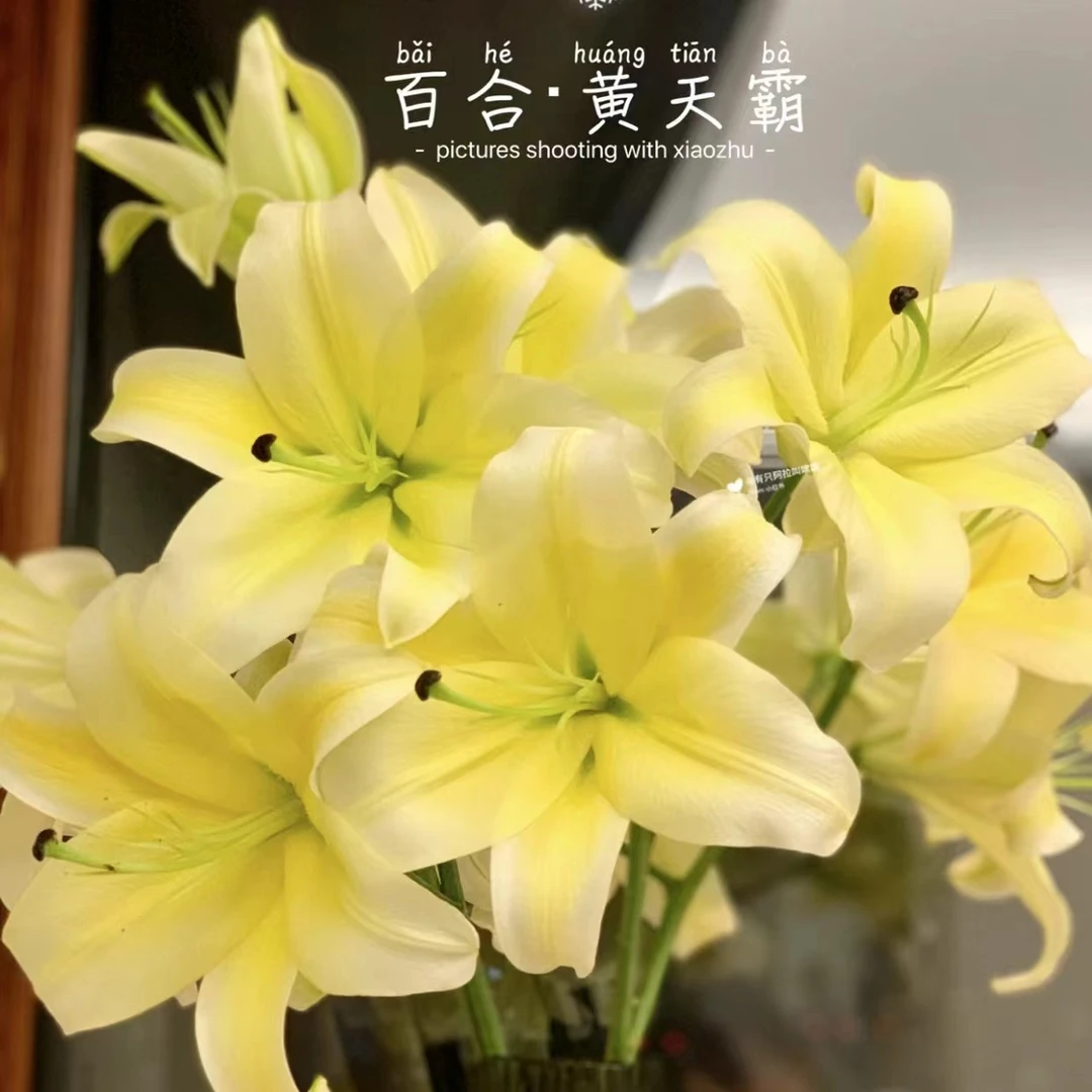 【大聪明卖花】黄色系香水百合 任意两单花材顺丰冷链或德邦快递