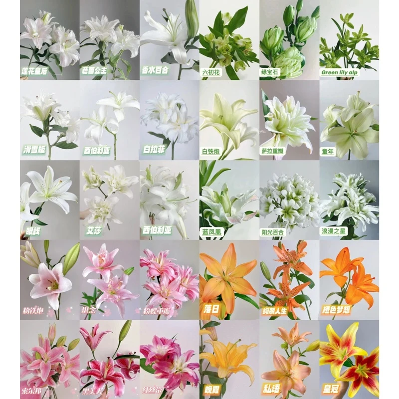 【源头优选】重瓣香水百合 任意两单花鲜花包邮发货后不支持退款