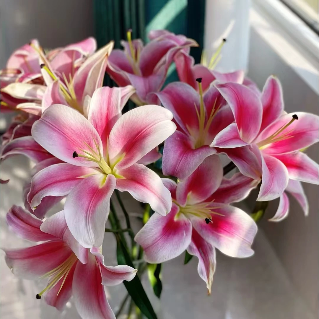 【大聪明卖花】艳粉百合 任意两单花材顺丰冷链或德邦快递