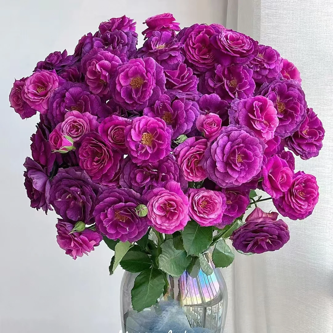 【大聪明卖花】凝夜幽兰多头玫瑰-任意2单鲜花包邮发货后不支持退款