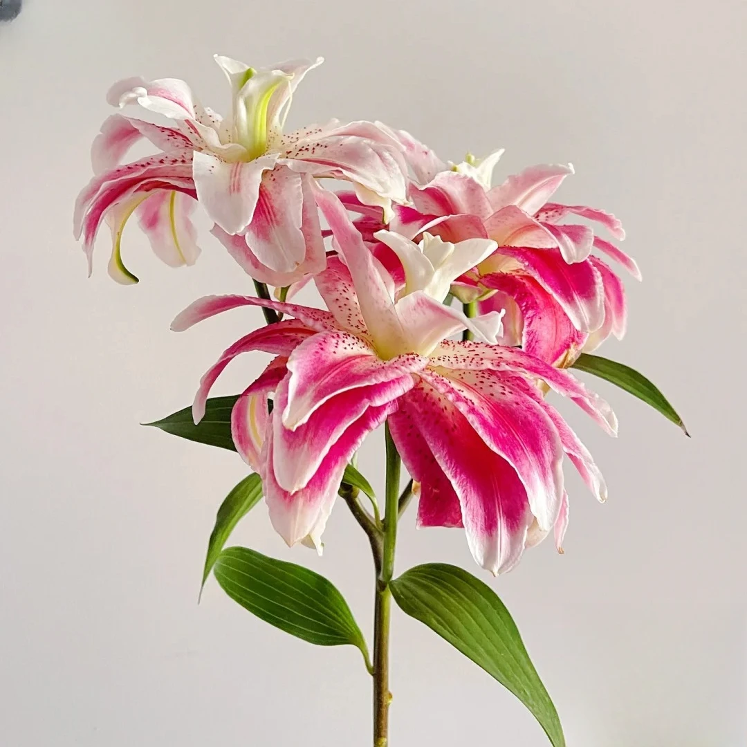 【大聪明卖花】迪奥 重瓣百合任意两单升级顺丰冷链或德邦快递