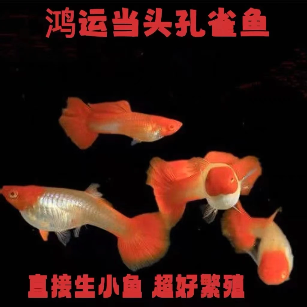 （主播推荐）精选小号鸿运当头小型孔雀鱼热带鱼观赏鱼
