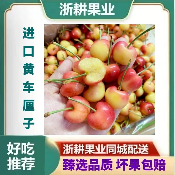 【同城配送】进口雷尼尔2J黄车厘子鲜甜好吃400克一份