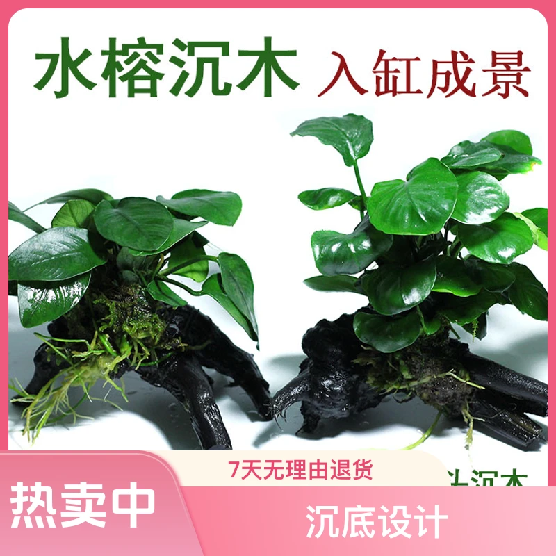 鱼缸水榕沉木活体水草水族箱造景装饰新手懒人鱼缸摆件鱼缸造景