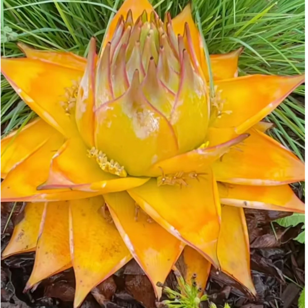 地涌金莲千瓣莲花大型花卉室内室外易栽