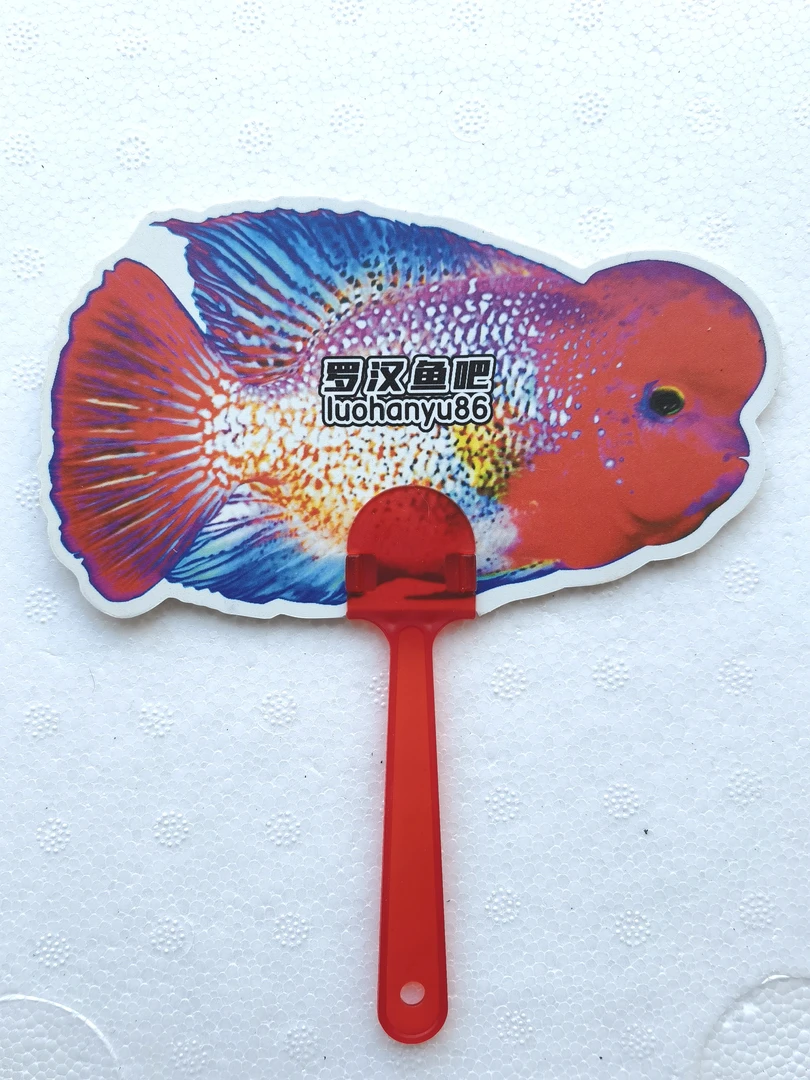罗汉鱼逗鱼扇子 刺激火气 促进起头