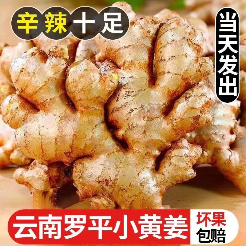【坏果包赔】云南小黄姜生姜整箱250克3元包邮罗平小黄姜产地辣味