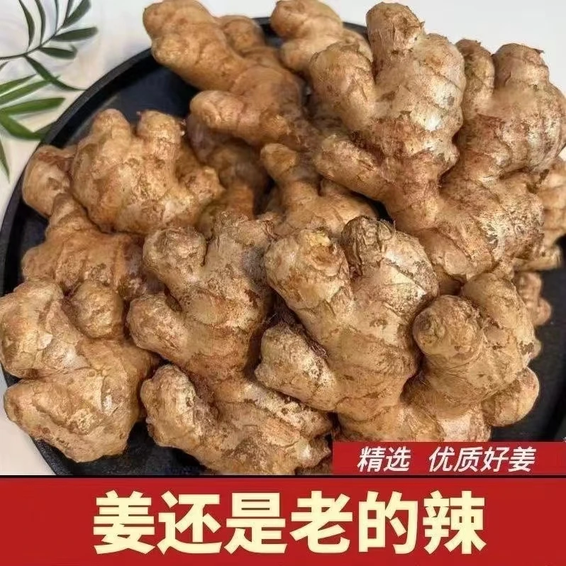 出口级精选云南小黄姜现挖老姜批发新鲜净重生姜包邮0.5-9斤