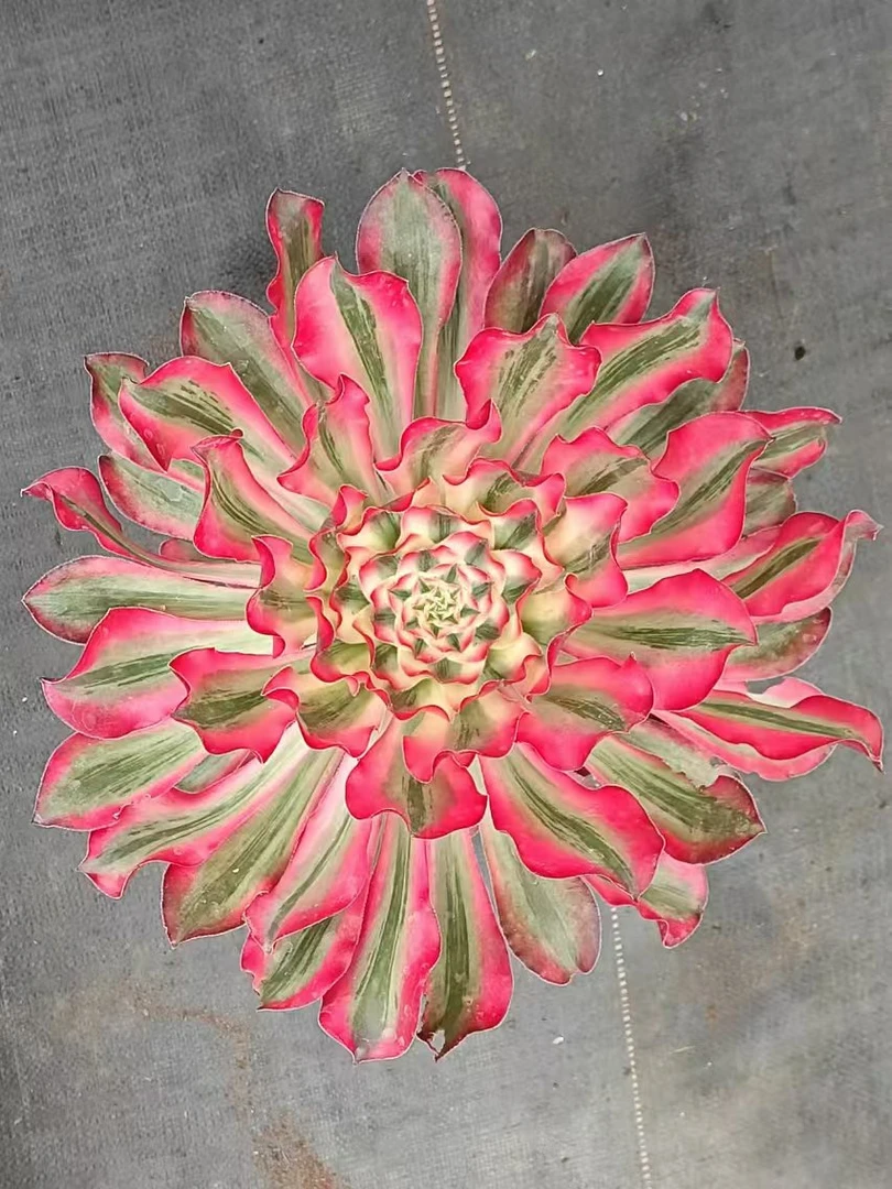 精品老桩多肉法师  一物一拍 云南多基地 直发绿植花卉 园艺植物