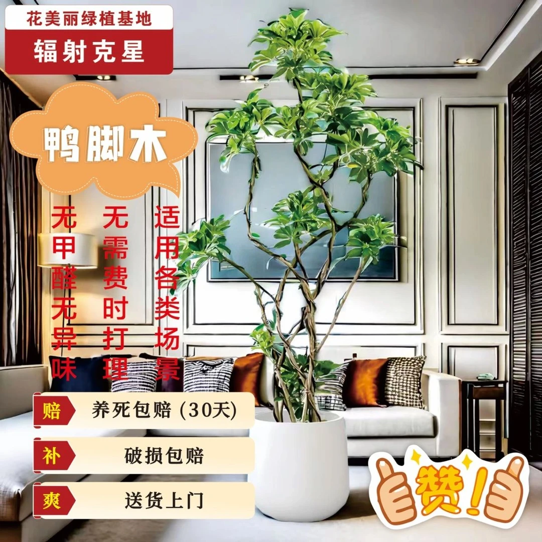 鸭脚木老桩大型绿植室内盆栽客厅吸甲醛净化空气落地绿植园林百叶