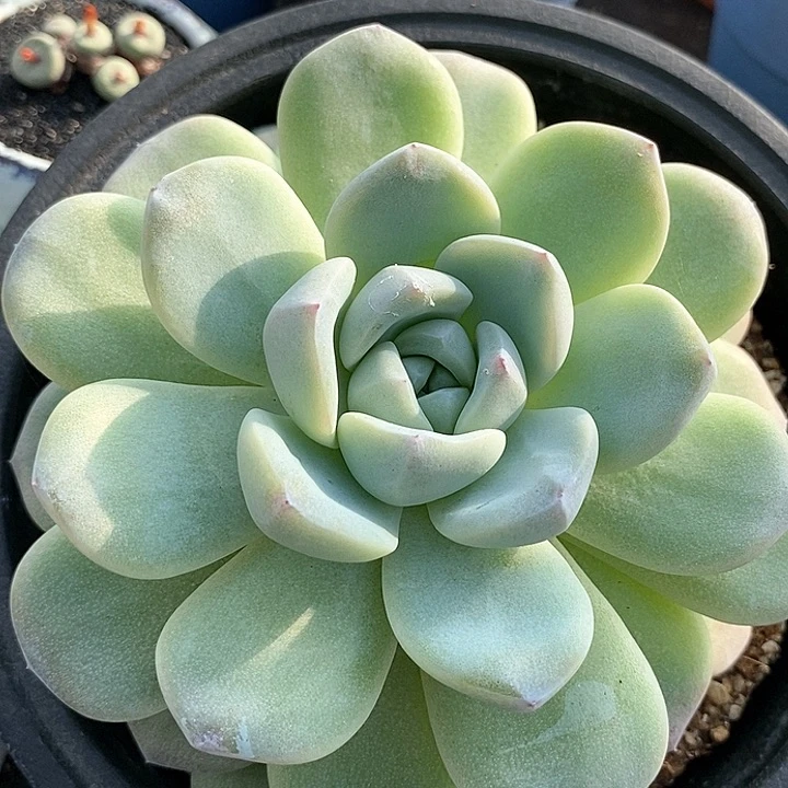 29552巨大冰玉一颗。