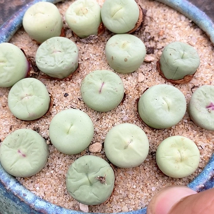 嘟嘟嘴小红嘴一颗。