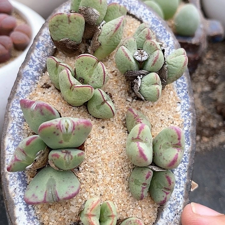 少将群生母本一颗。