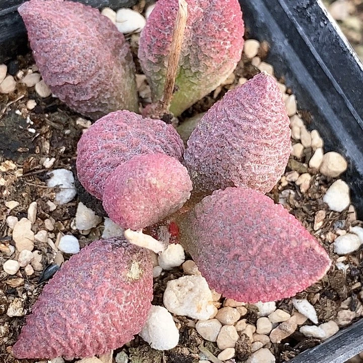 25545水泡一颗。