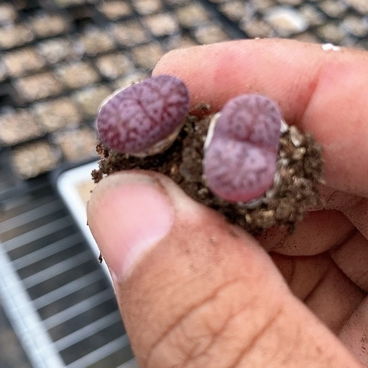 30589马克一组两颗