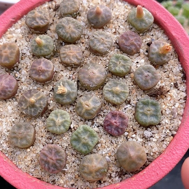 24500单头烧卖一颗