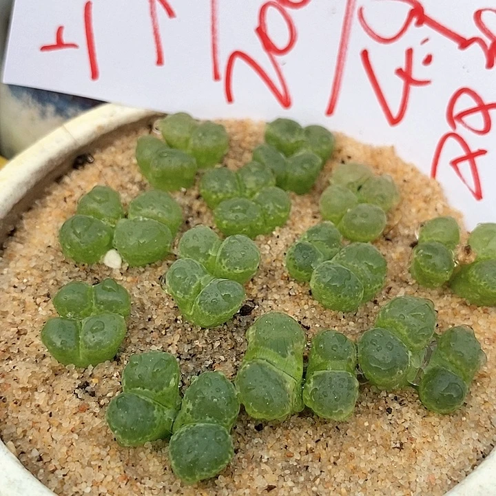 20623双头樱花风铃一颗