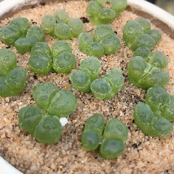20623双头绿樱花一颗