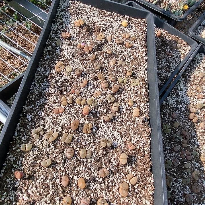 6588粉红少女一颗。