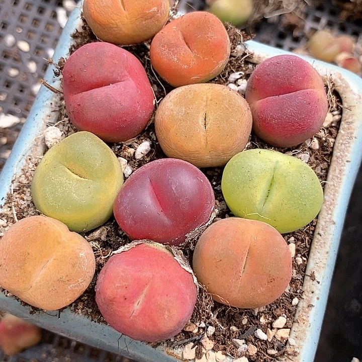 30540一组彩色大毛