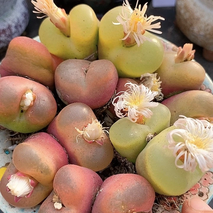 26515巨大双头一颗。