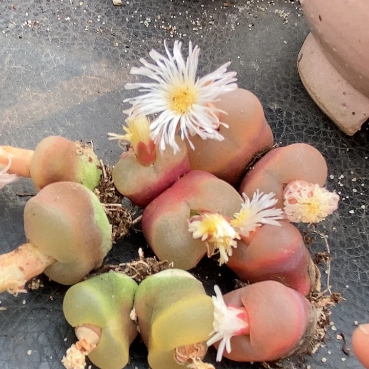 28534双头冰魄一颗。