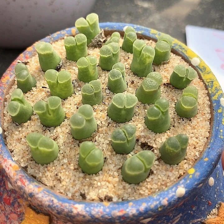 23598编号佛肚一组3颗