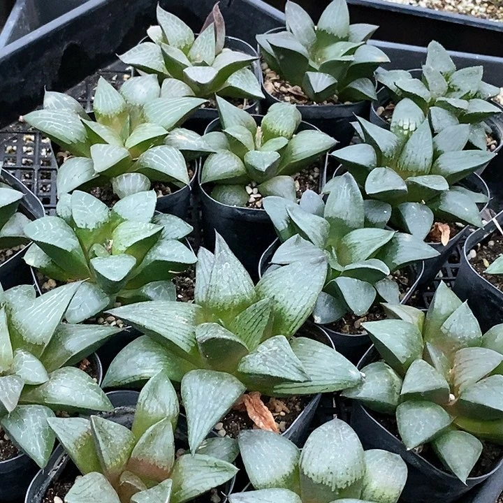 27557十二实生一盆。