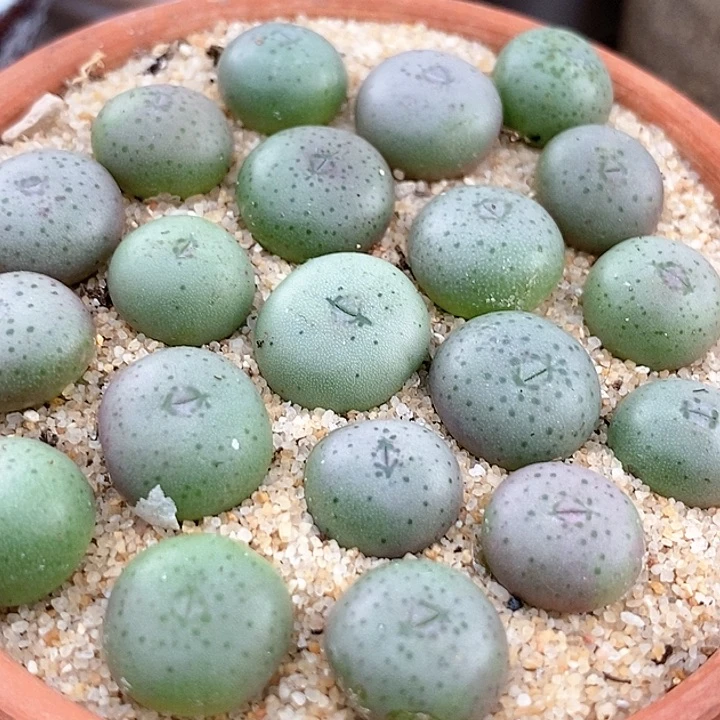 单头小拳拳一颗。