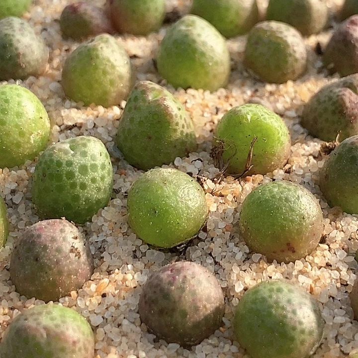 29505单头955d斑马一颗