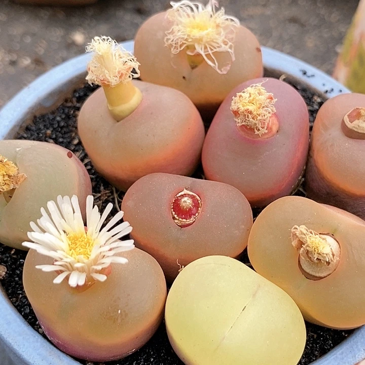 大冰魄母本一颗。