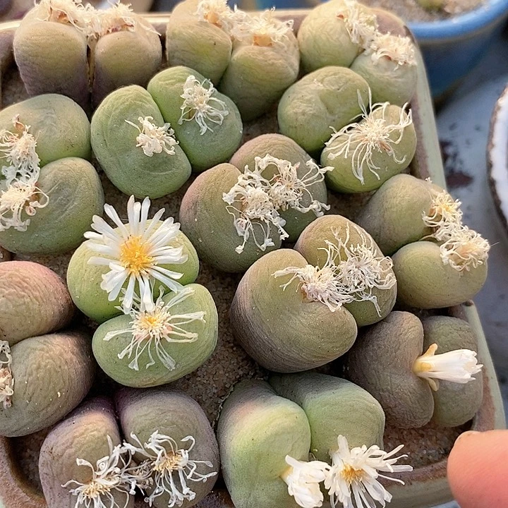 双头孔卡佛一颗。