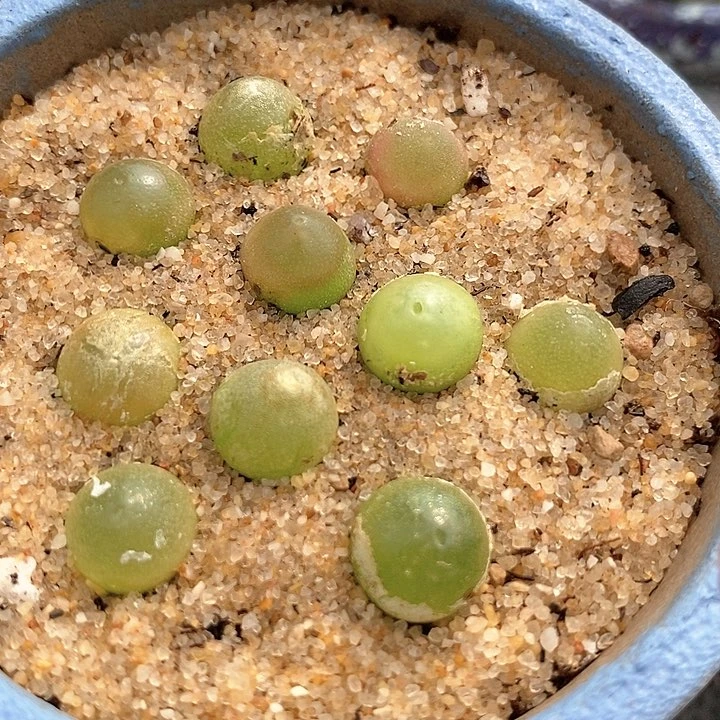 17524哈默灯泡一颗
