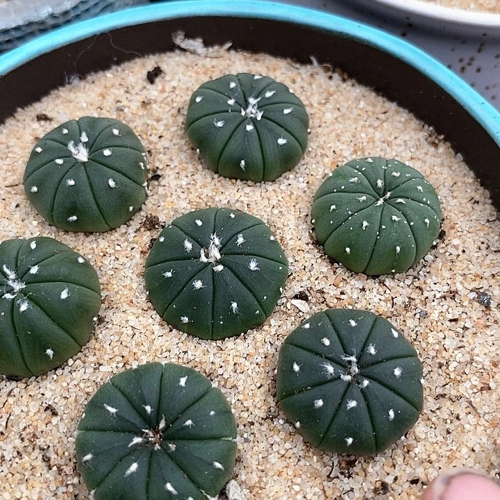 单头兜一颗2厘米左右