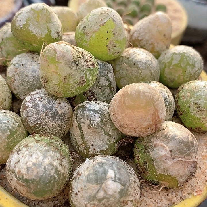 23504单头灯一颗。