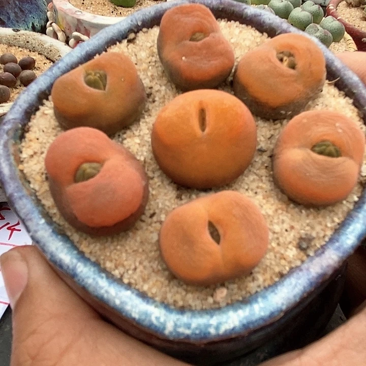 单头1430.5一颗。