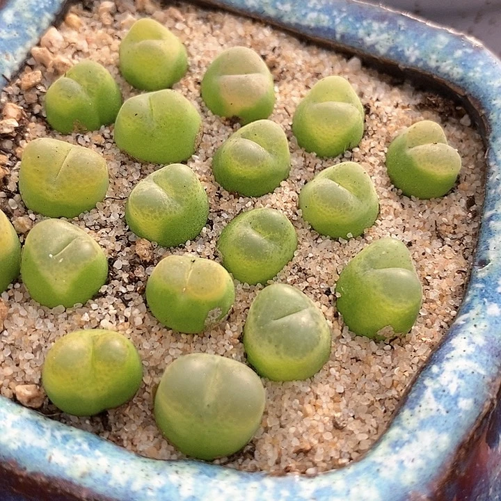 23588拉登杂交一颗