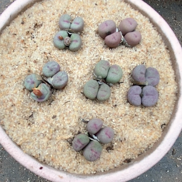 陌**笙20552奶油一盆。