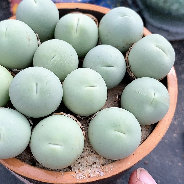 大鸽子蛋母本一颗。